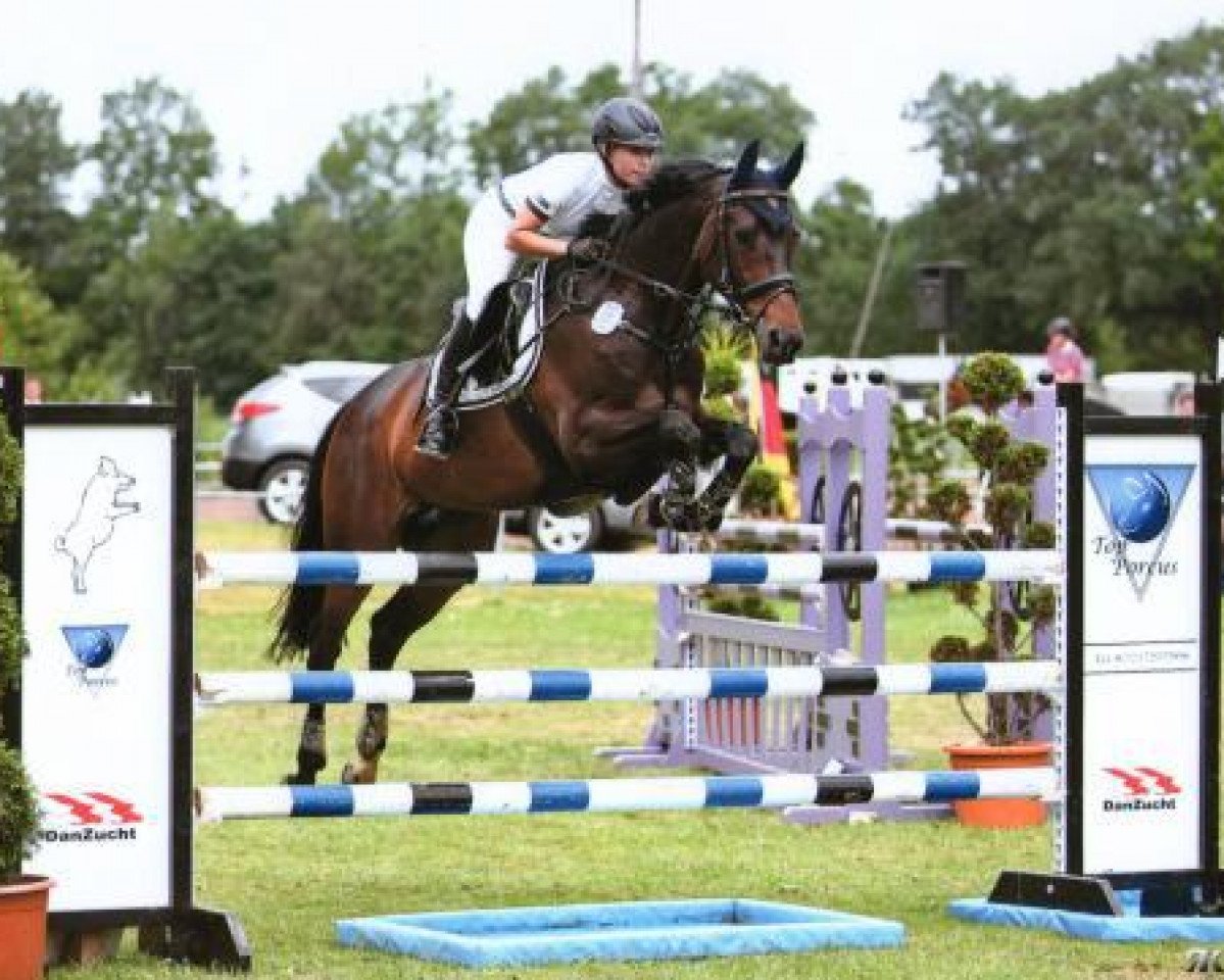 broodmare Capriss (Trakehner, 2002, from Connery)