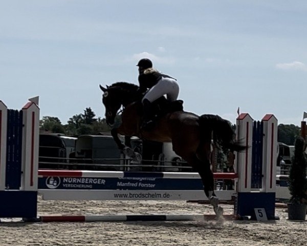 jumper Diamant B 4 (German Sport Horse, 2018, from Durello)