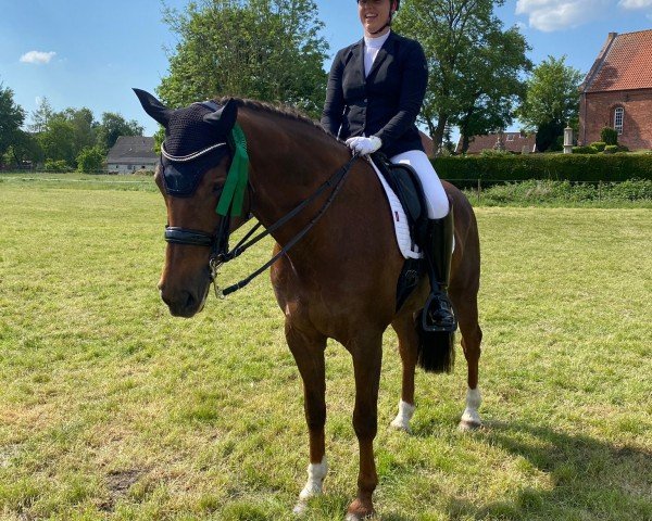 dressage horse Viviano W (Oldenburg, 2016, from Vivaldi)