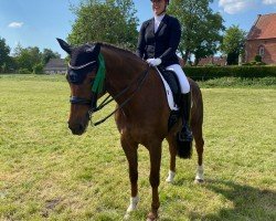 dressage horse Viviano W (Oldenburg, 2016, from Vivaldi)