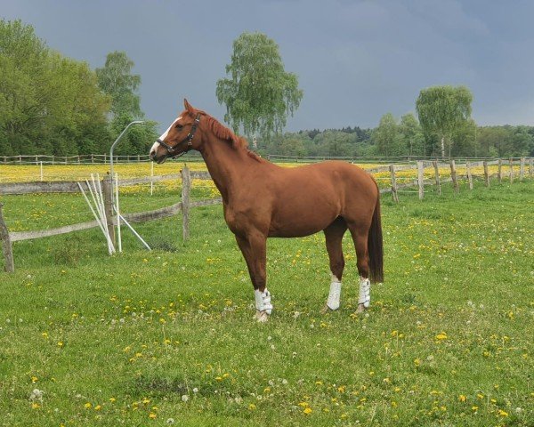 broodmare Gadima (Hanoverian, 2006, from Graf Top)