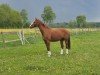 broodmare Gadima (Hanoverian, 2006, from Graf Top)