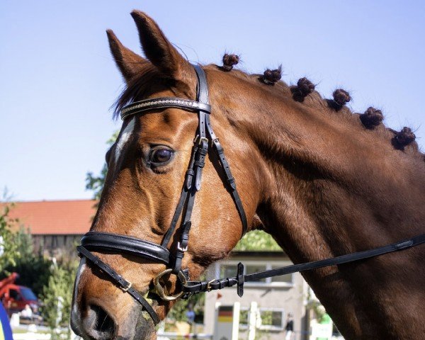 dressage horse Flashdance von Fiderdance / Sir Donnerhall (Oldenburg, 2015, from Fiderdance)