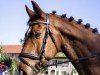 dressage horse Flashdance von Fiderdance / Sir Donnerhall (Oldenburg, 2015, from Fiderdance)