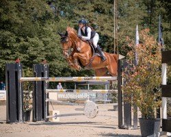 jumper Misses Jones van D'Avrije Z (Zangersheide riding horse, 2017, from Matisse de Mariposa)