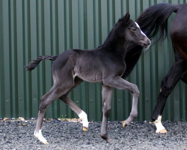 Dressurpferd Karisma Larkshill (Niederländisches Warmblut, 2015, von Kastel's Grand Galaxy Win)