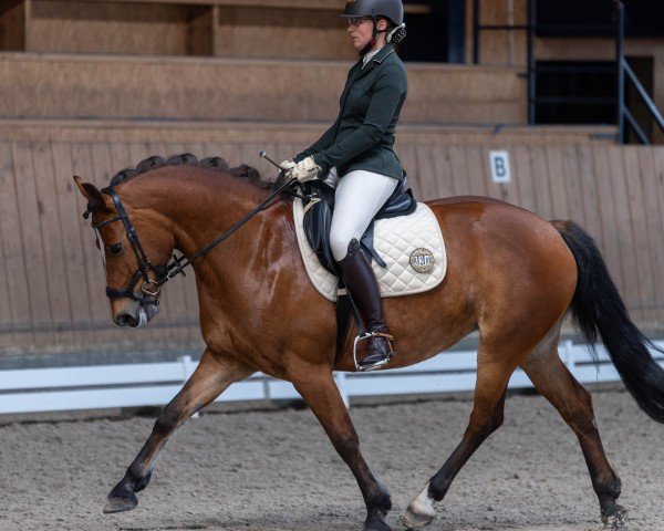 dressage horse Estella 103 (Freiberger, 2017)