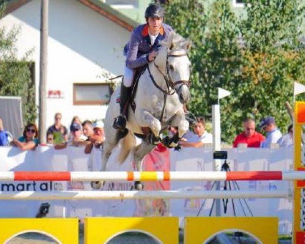 Springpferd Herkules (Trakehner, 2008, von Fabulous Dooley)