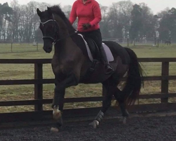 dressage horse Jubilant Larkshill (KWPN (Royal Dutch Sporthorse), 2014, from Negro)