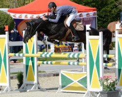 Zuchtstute Pompadur (Trakehner, 2007, von Enrike)