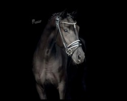 dressage horse Fantastic for Dance (KWPN (Royal Dutch Sporthorse), 2020, from For Romance II)