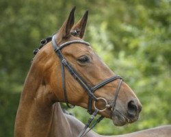 Zuchtstute Pleasure Girl (Trakehner, 2005, von Van Deyk)