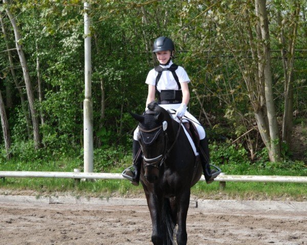 jumper L'quintara (German Sport Horse, 2017, from Diarado)