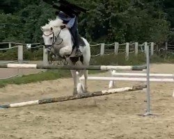 horse Pascha 693 (German Riding Pony, 2000, from Maccardo)