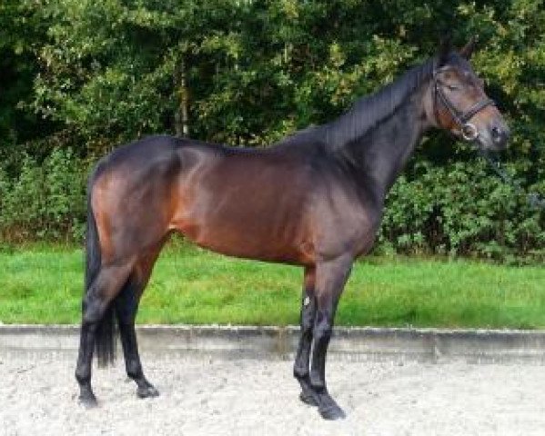 broodmare Cesse Deern (Trakehner, 2010, from Krokant)