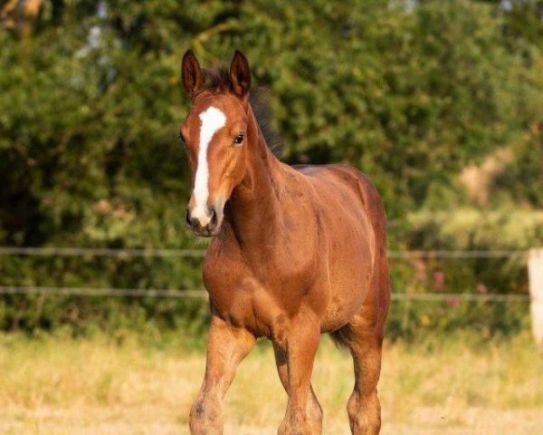 jumper Million Dollar's Marlon (Oldenburg show jumper, 2020, from Million Dollar)