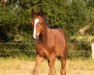 jumper Million Dollar's Marlon (Oldenburg show jumper, 2020, from Million Dollar)