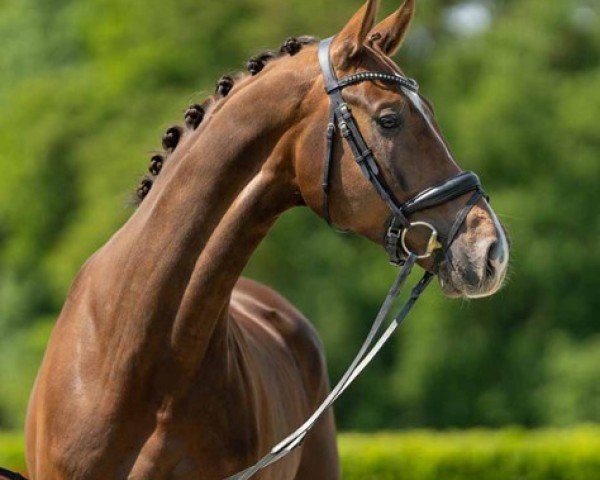 dressage horse Face ID (Westphalian, 2020, from Felissimo 4)