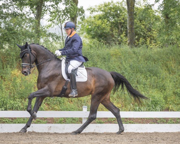 dressage horse Vaiana la Morena VR (German Sport Horse, 2020, from Vaderland OLD)