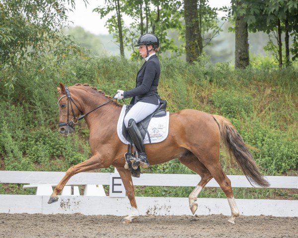 dressage horse Crown Code Red VR (German Riding Pony, 2020, from DSP Cosmo Royale)