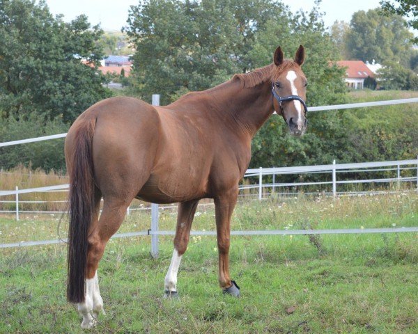 dressage horse Fine Soul (Oldenburg, 2010, from Fiderstar)