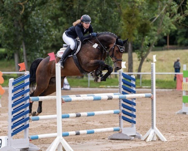 broodmare Baroness 376 (Oldenburg show jumper, 2011, from Balou du Rouet)