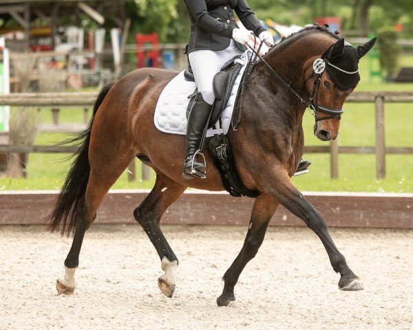 broodmare Rock my Heart 8 (German Sport Horse, 2015, from Rock Amour)