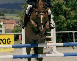 broodmare Quinara (Hessian Warmblood, 2004, from Quidam's Rubin)