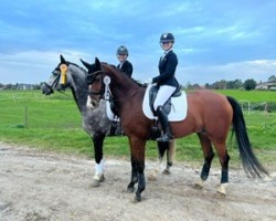 dressage horse Bruderherz MEY (Westphalian, 2017, from Balous Bellini)