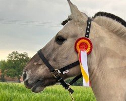 horse Oenu (Fjord Horse, 2012, from Orkus)