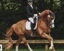 dressage horse Fiabesco 6 (Hanoverian, 2017, from Floris Prince)