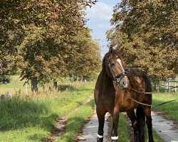 broodmare Chuck Diva (German Sport Horse, 2008, from Consul)