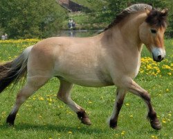 dressage horse Rasputin (Fjordpferd, 2000, from Rei Romanow)