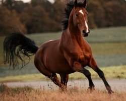 Springpferd Little Lord VI CH (Schweizer Warmblut, 2009, von Landorino R)