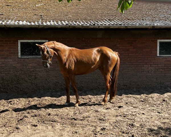 dressage horse Blümchen (Hanoverian, 2021, from Bon Courage 4)