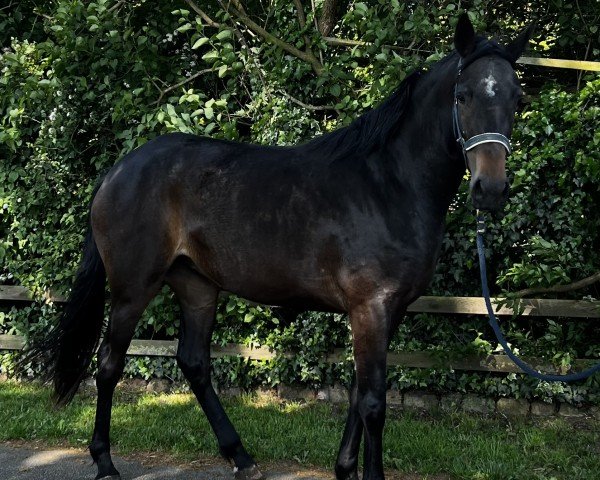 dressage horse Stute von Bon Courage/ Hohenzollern (Hanoverian, 2021, from Bon Courage 4)