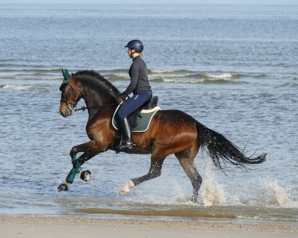 dressage horse Billy Beau 3 (Oldenburg, 2018, from Borsalino)