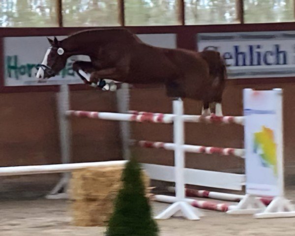 jumper Viscaju (Oldenburg show jumper, 2020, from Viscerado)