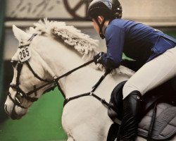 jumper Shanballa Glenayre Silver (Connemara Pony, 2015, from Glenayre Silver Fox)