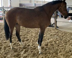 horse Olympia Donna (KWPN (Royal Dutch Sporthorse), 2019, from Michael)