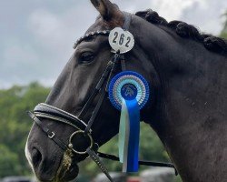 dressage horse Dora (Alt-Oldenburger / Ostfriesen, 2019, from Lenard)