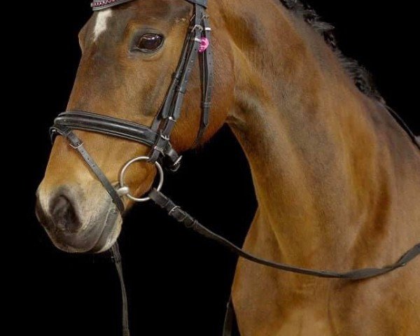 broodmare Dorina 1024 (German Riding Pony, 1993, from Nordstrom)