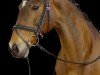 broodmare Dorina 1024 (Austrian Warmblood,  )