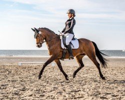 dressage horse Giannis Daydream (KWPN (Royal Dutch Sporthorse), 2010)