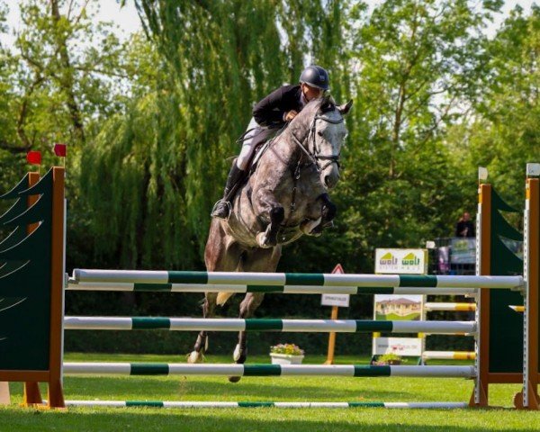 Springpferd Celero Branco (Deutsches Sportpferd, 2019, von Castelo Branco)