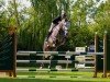 jumper Celero Branco (German Sport Horse, 2019, from Castelo Branco)