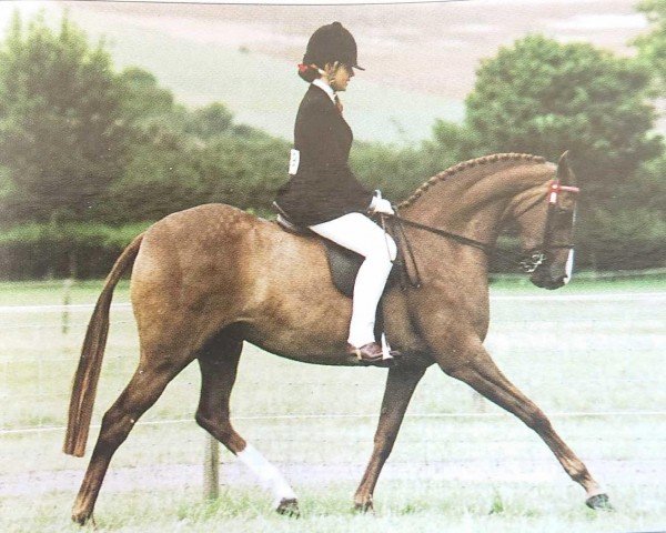 broodmare Chirk Catspaw (British Riding Pony, 1975, from Bwlch Zephyr)