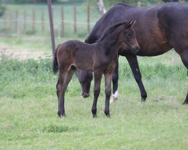 foal by For my Fun HP (Hanoverian, 2024, from Finishing Touch Wareslage)