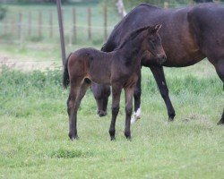 foal by For my Fun HP (Hanoverian, 2024, from Finishing Touch Wareslage)