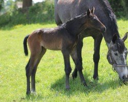 foal by Soleil de la Vie HP (Hanoverian, 2024, from Stargos VDL)